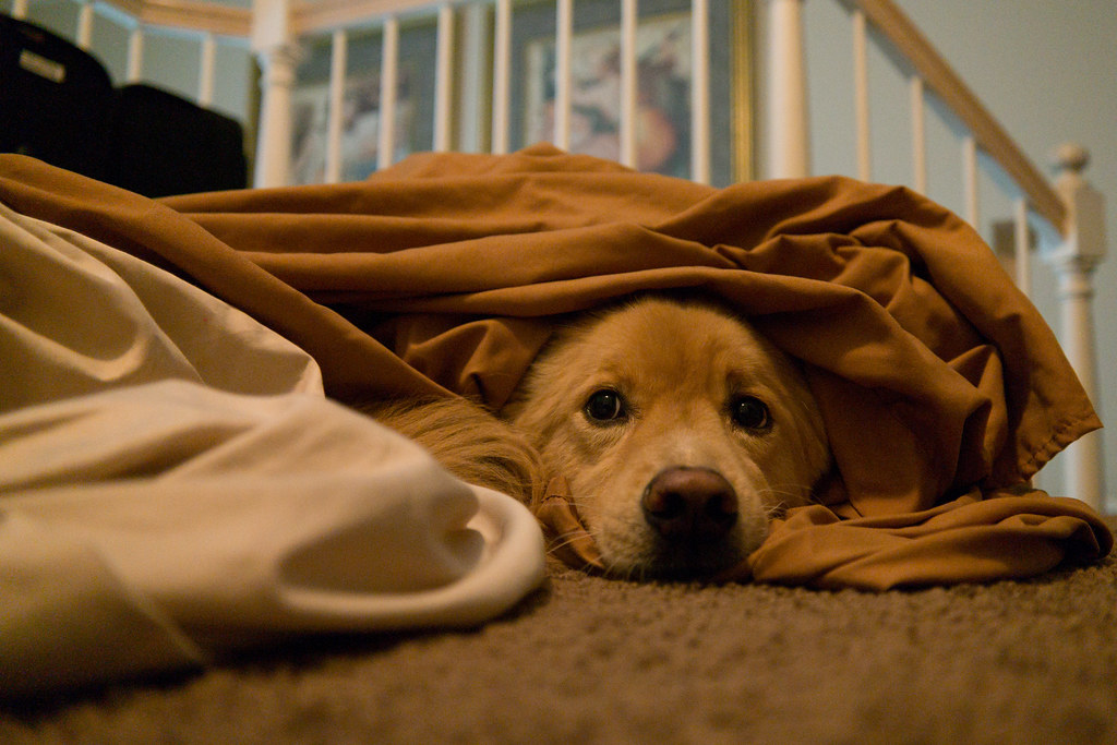 Damien the Dog Under Covers Nan Palmero Flickr