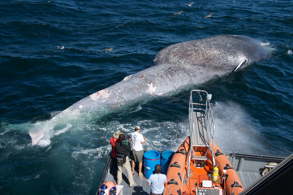 deadwhale Researchers examine a dead blue whale killed fro… Flickr