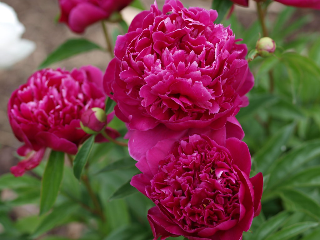 Peony 'Kansas' 2014 Paeonia lactiflora 'Kansas', Peony (2… Flickr