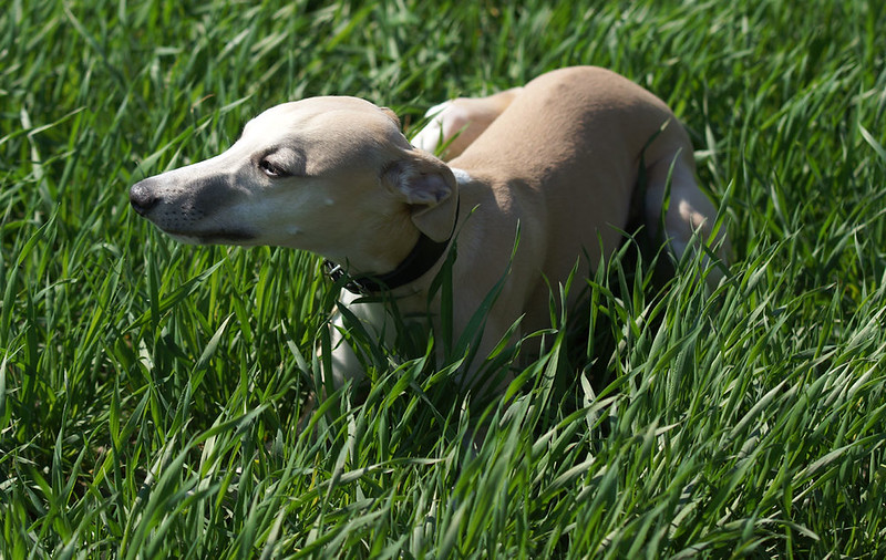 Grisu Animagi Whippets