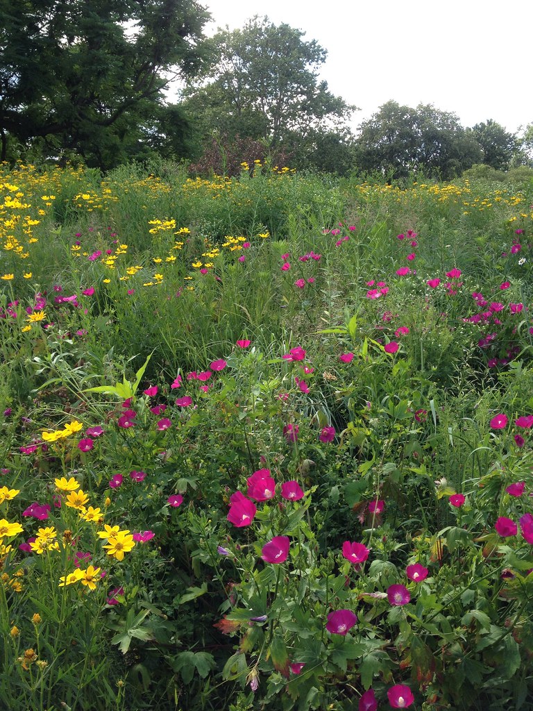 Native Plant Garden, New York Botanical Garden Kristine Paulus Flickr