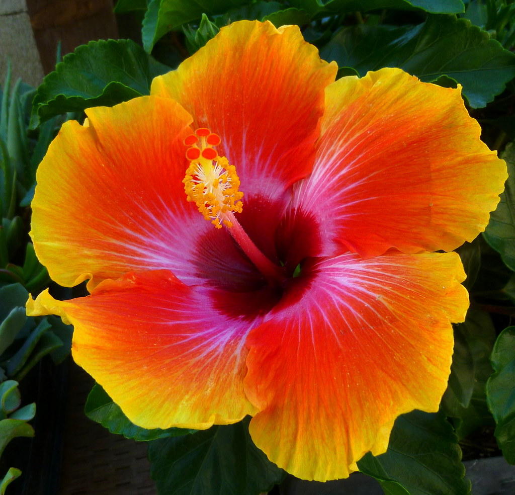 HIBISCUS! new fancy HibisKiss 'Spin the Bottle' Hibiscus H… Flickr