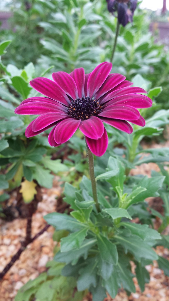 Singapore Flower Beautiful flowers in Singapore's flower d… Flickr