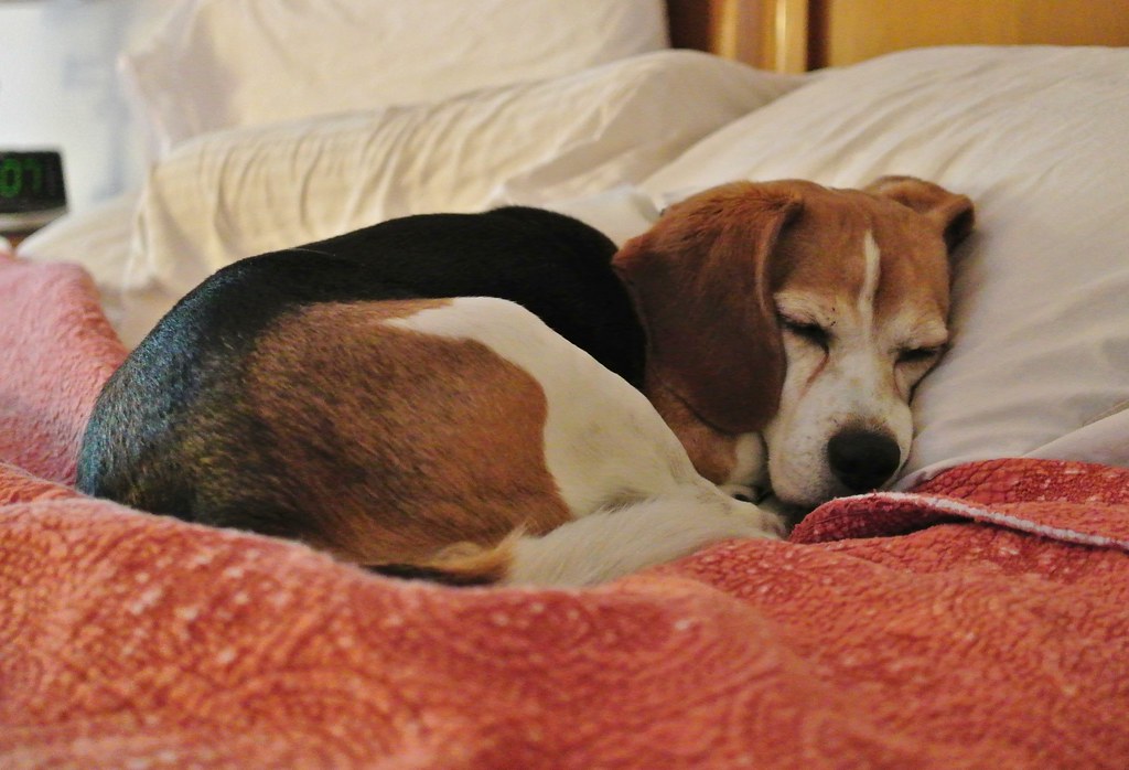 Let sleeping beagles lie Earlymorning Melony Photo blogge… Flickr