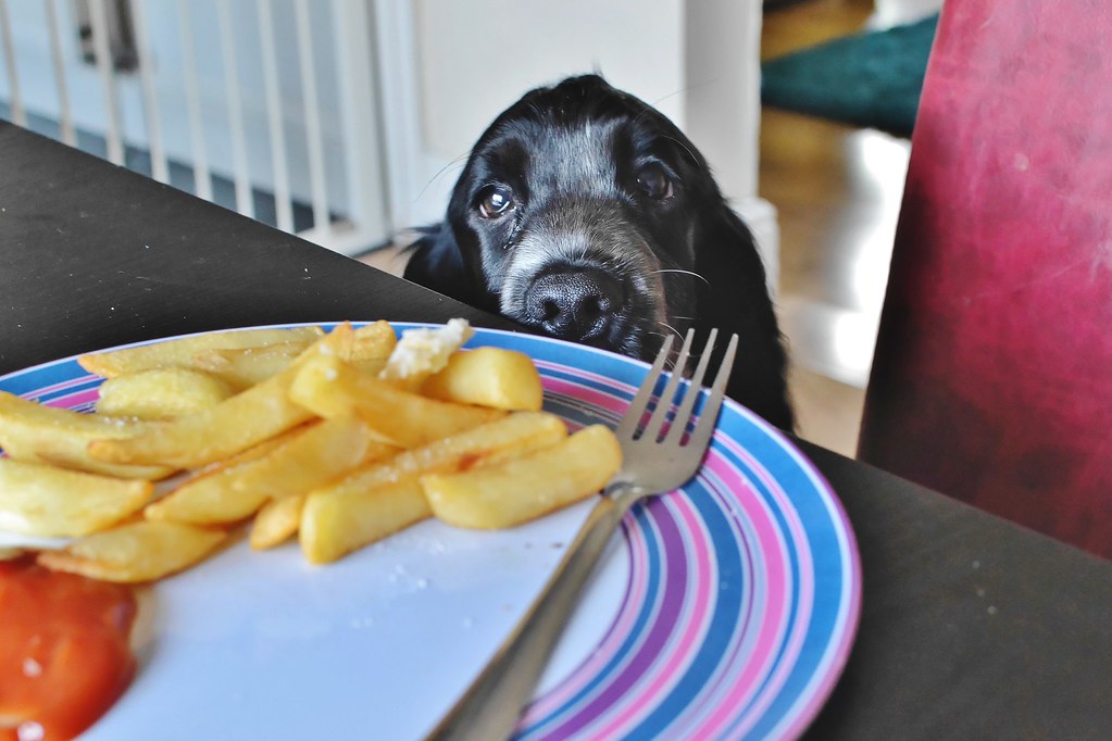 Top 10 Dog Food Myths