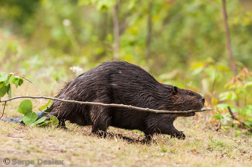 Castor du Canada Canadian Beaver Serge D. Flickr