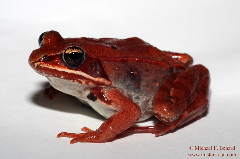 Red Wood Frog A red female wood frog from Michigan. Wood f… Flickr