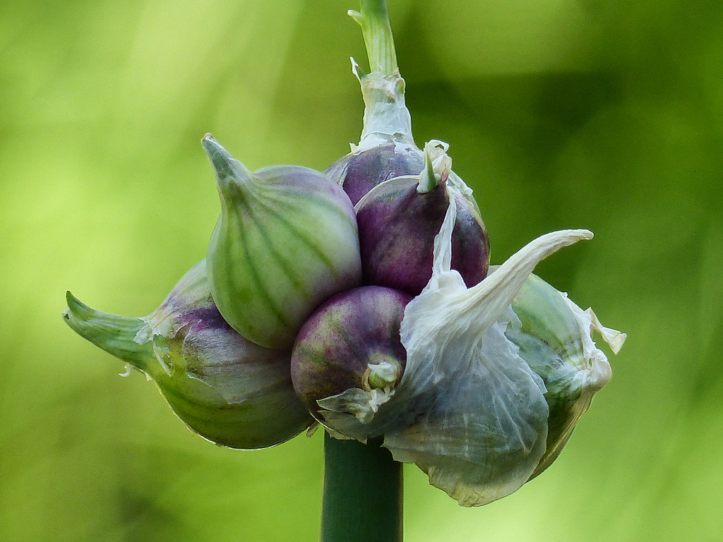 Egyptian Walking Onion / Allium proliferum This photo was … Flickr