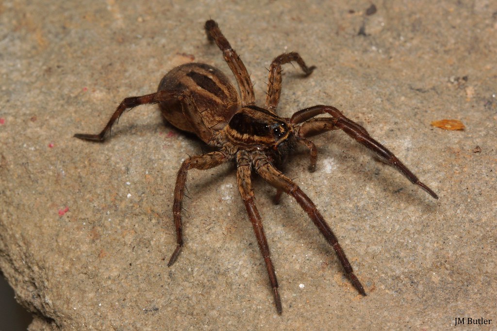 Tigrosa helluo Wolf spider KY Fayette Co. Jason Butler Flickr