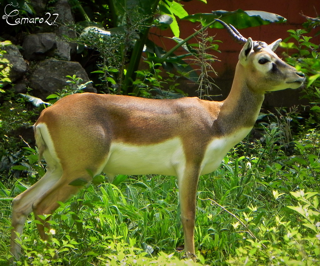 Parque Zoológico Nacional de El Salvador HISTORIA Antes de… Flickr