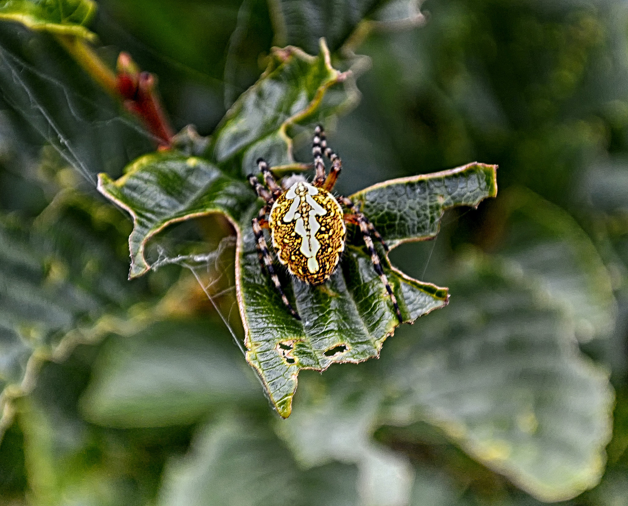 Boris the spider Insekten