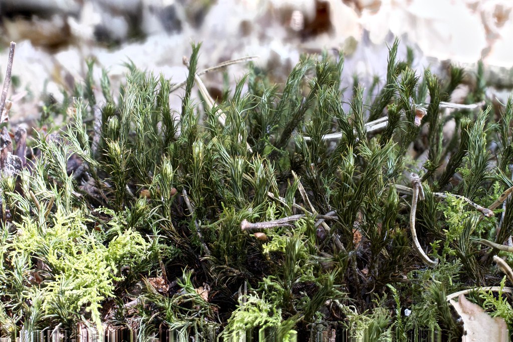 Moss with sporophytes. Mosses are flowerless plants and re… Flickr
