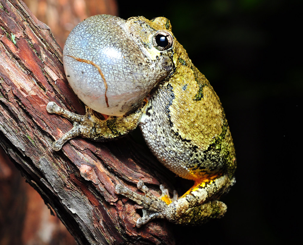 Gray Tree Frog calling taken at night Byram Township, Suss… Flickr