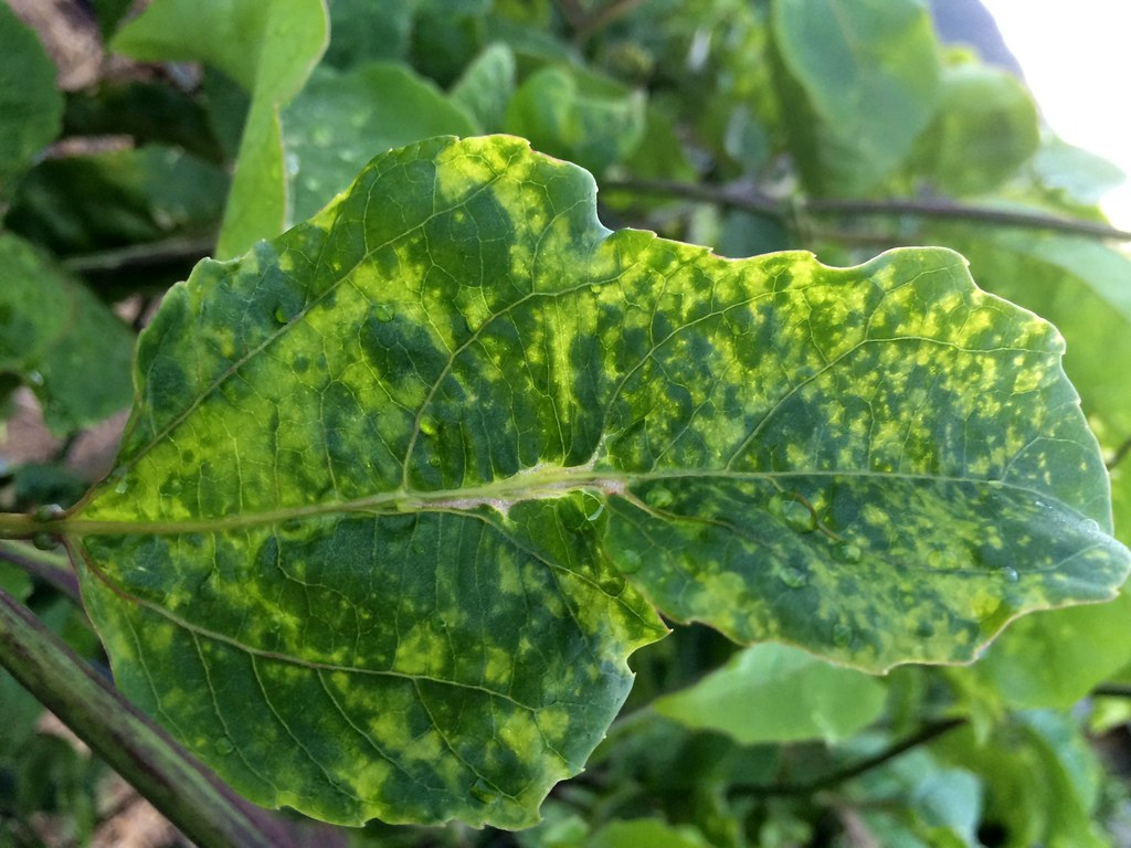Cucumber mosaic virus on passionfruit leaf Location Manoa… Flickr