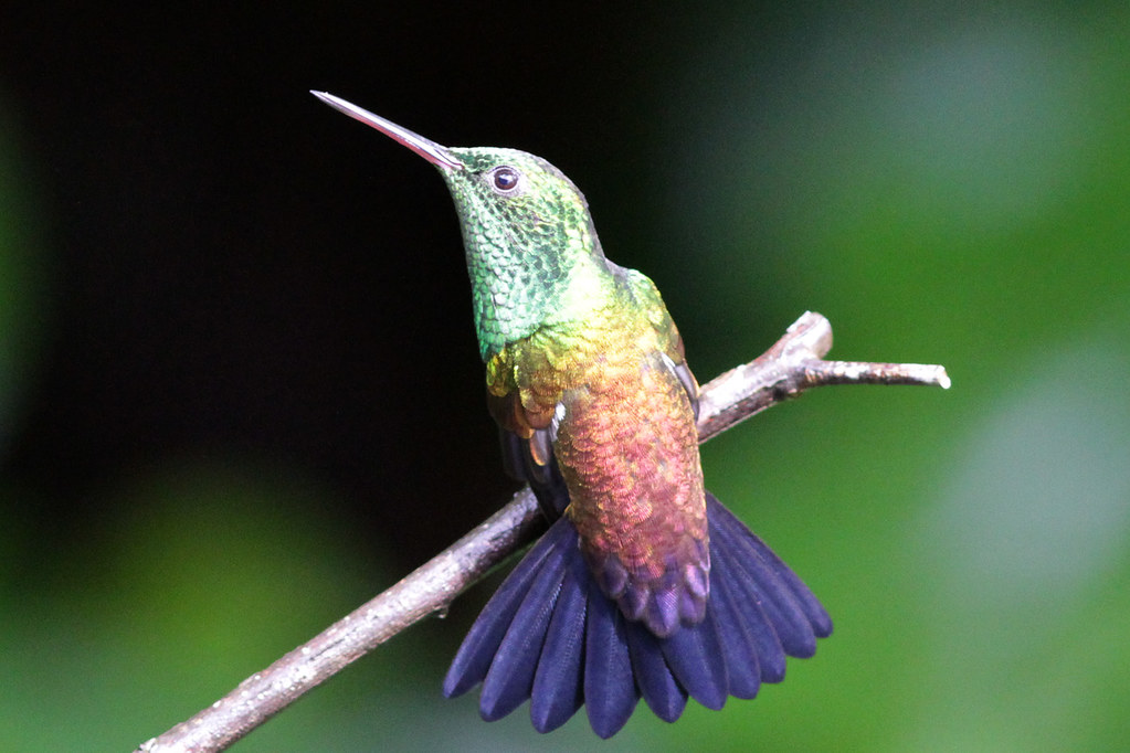 Copperrumped Hummingbird 121105 IMG_2617 DB Dave Curtis Flickr