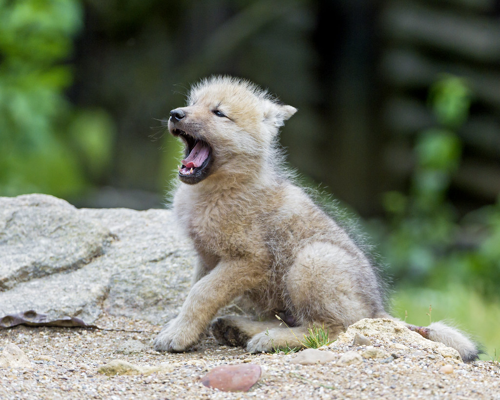Yawning arctic wolf pup This picture of a yawning arctic w… Flickr