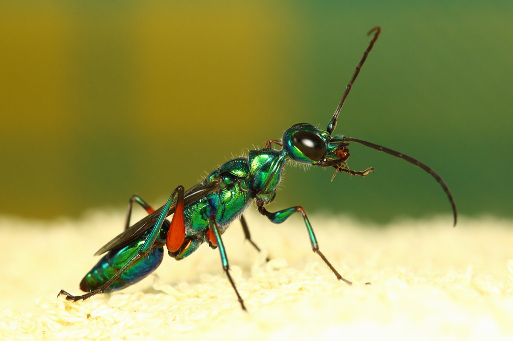 Emerald cockroach wasp This is a huge wasp about 2cm in le… Flickr