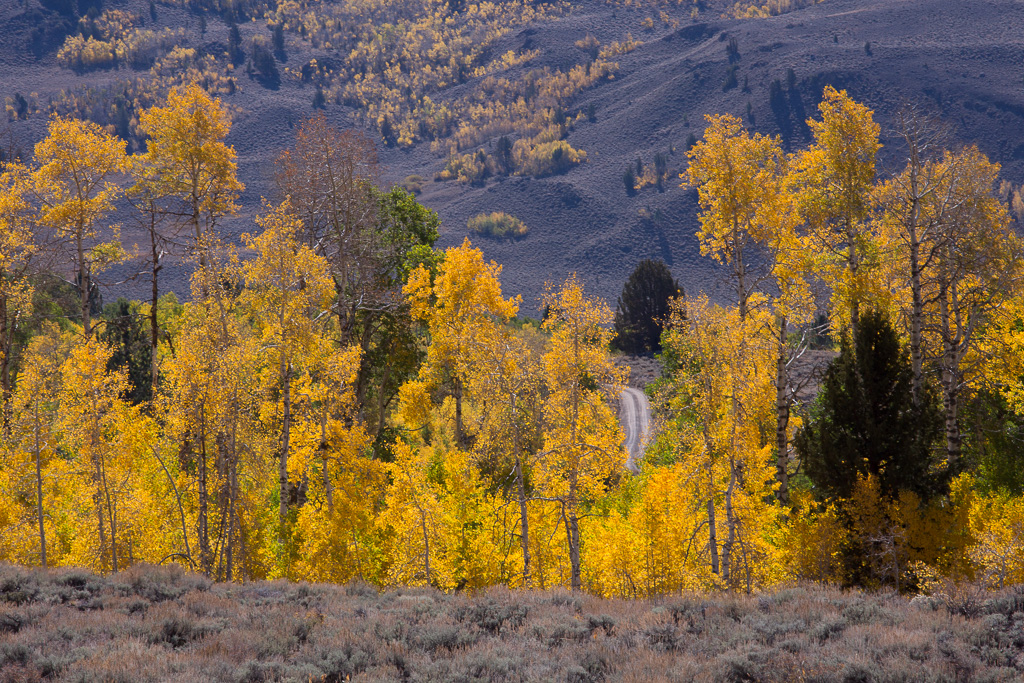 Eastern Sierra Fall Colors 2023