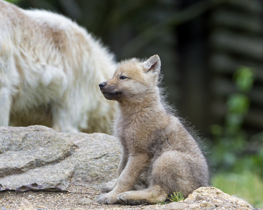 Sitting arctic wolf pup There were three arctic wolf pups,… Flickr