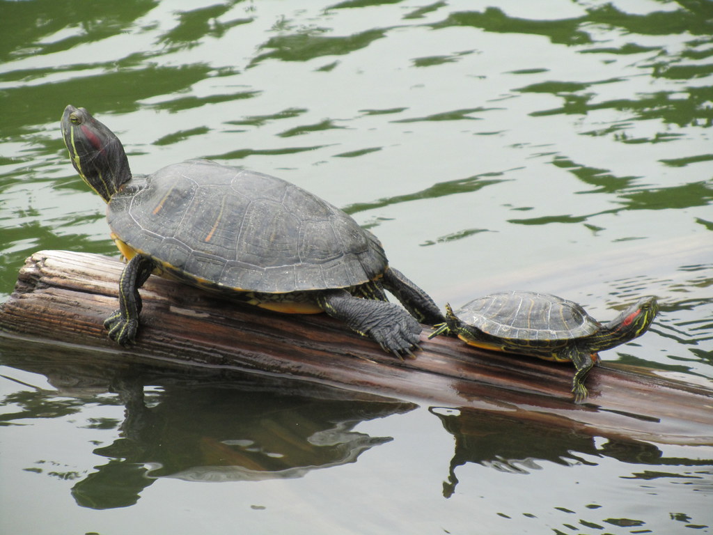 Turtle yoga This asana the smaller turtle is doing must