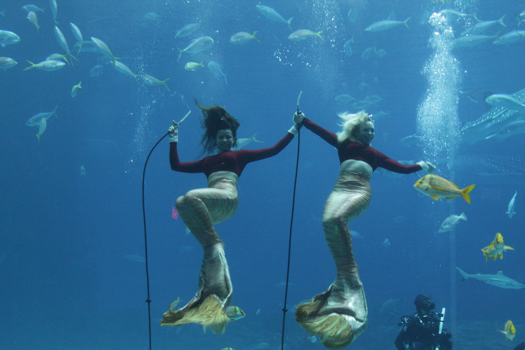 Weeki Wachee Mermaids Florida's Weeki Wachee Mermaids th… Flickr