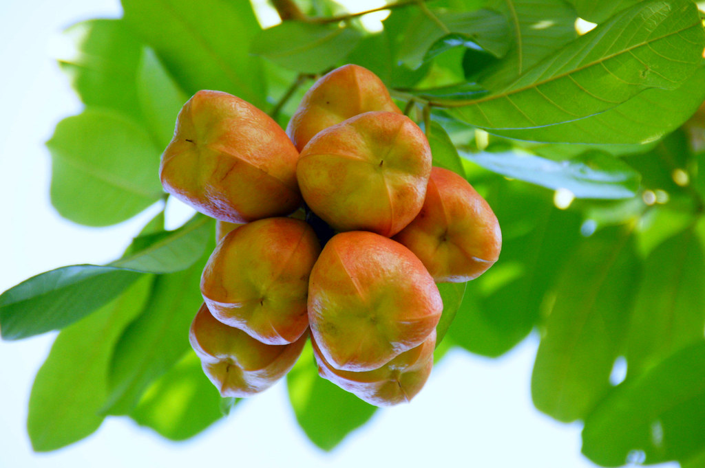 Food & Fruit Trees of Jamaica Two things to always remembe… Flickr
