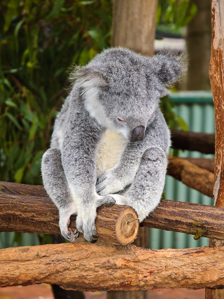 Sleeping Koala Apparently, Koalas sleep up to 19 hours a d… Flickr