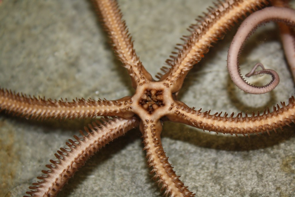expl2355 Mouth of an ophiuroid brittlestar. North Atlantic… Flickr