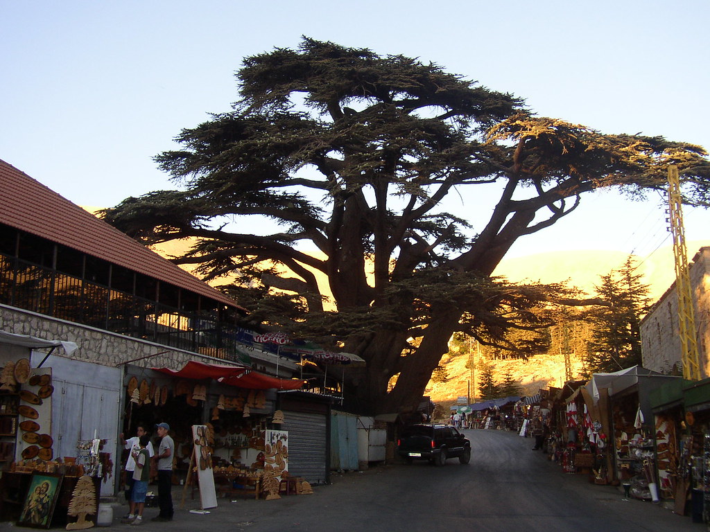 The Old Cedar of Lebanon The Old Cedar of Lebanon at the e… Flickr