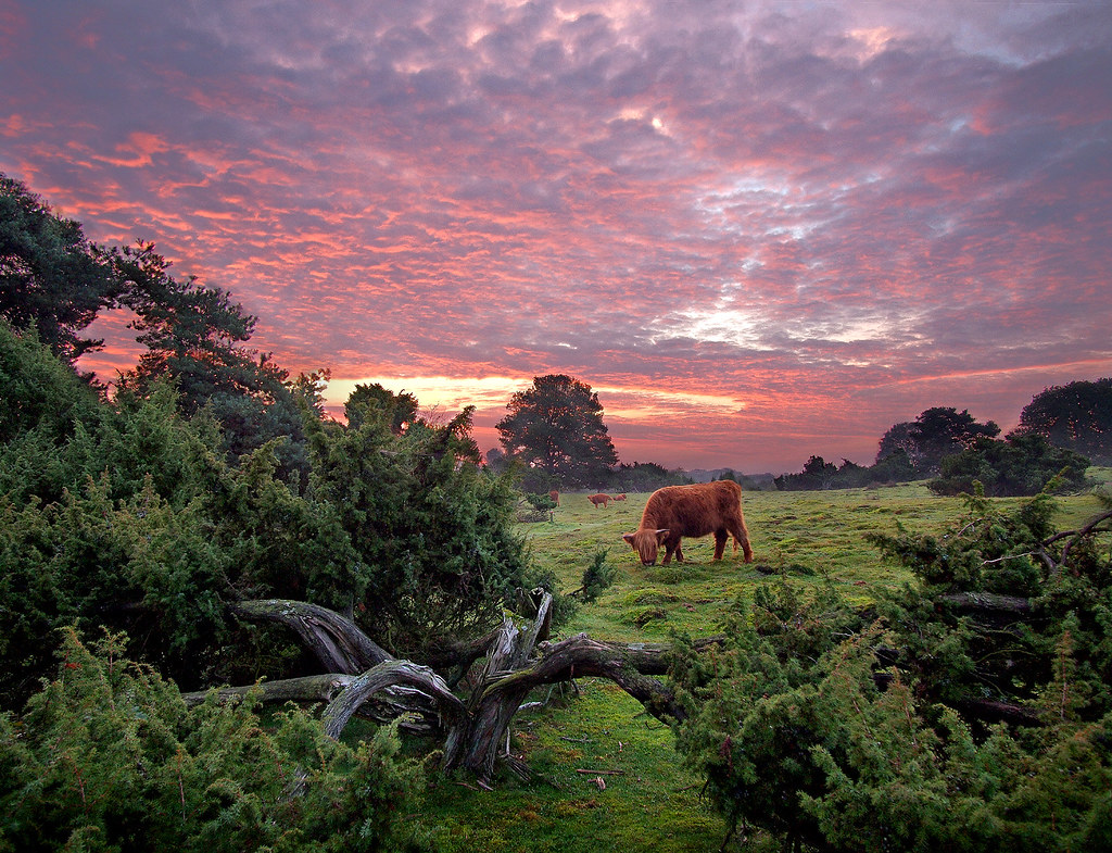 Red Cow, Red Sunrise Highland Cattle Grazing in a Junipe… Flickr