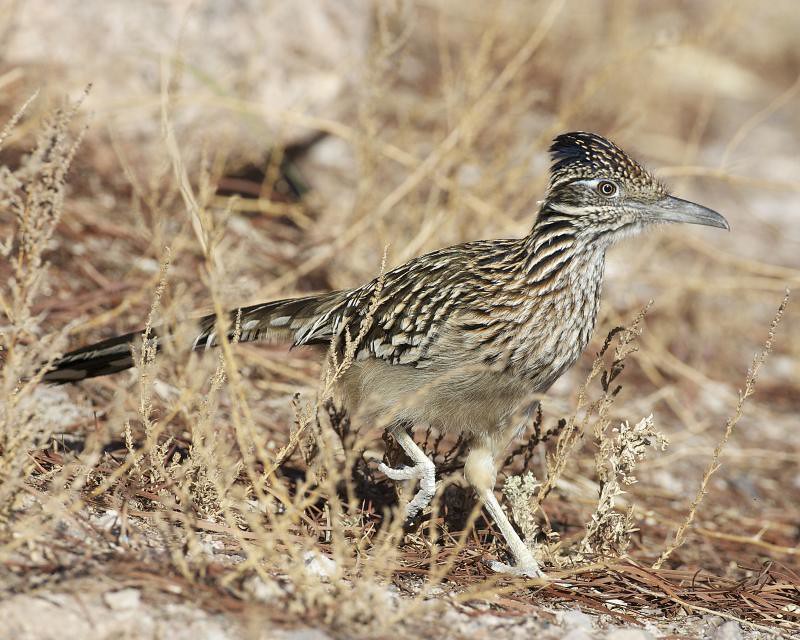 Greater Roadrunner (Geococcyx californianus) Greater Roadr… Flickr