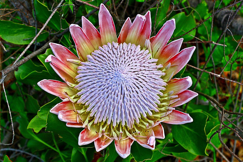 Flower from Africa ( ** ) have a nice sunday )) Flickr