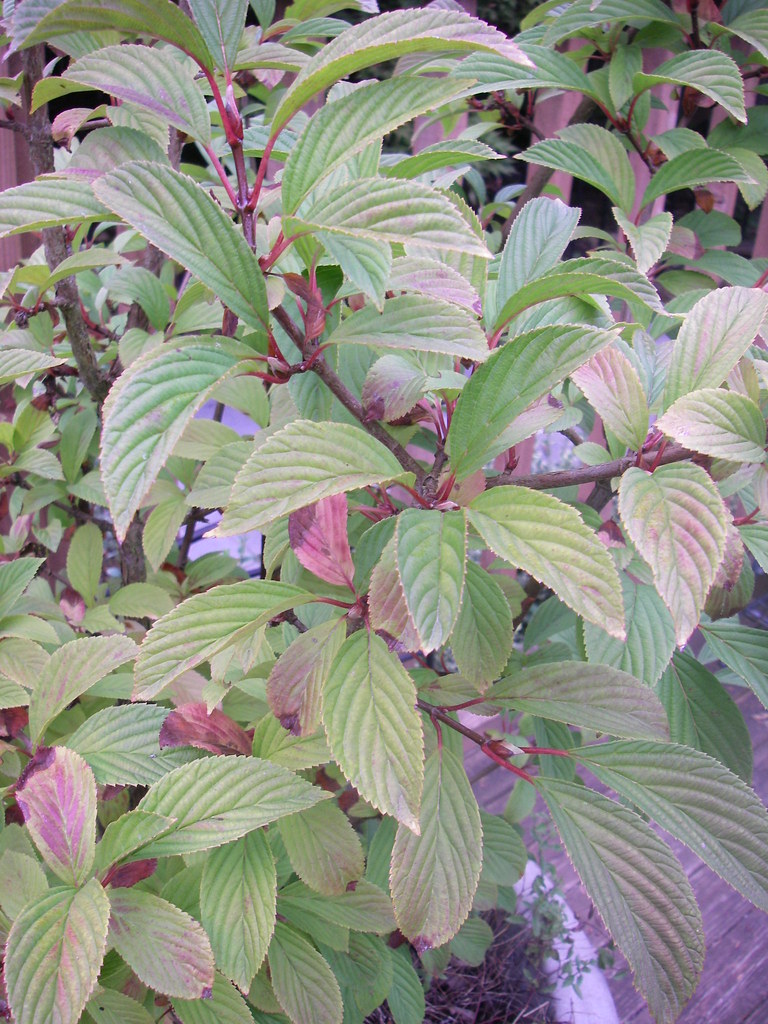 Viburnum x bodnantense 'Pink Dawn'_lv Pink Dawn Viburnum WBLA_Corky