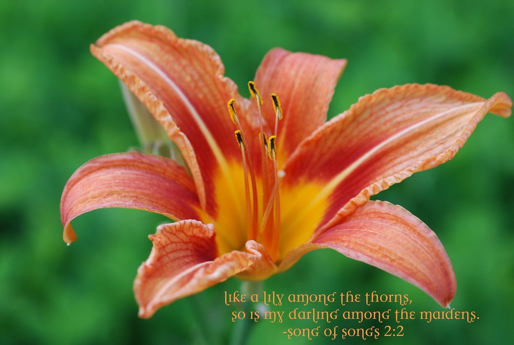 Lily Among the Thorns You’ve read book after book, devouri… Flickr