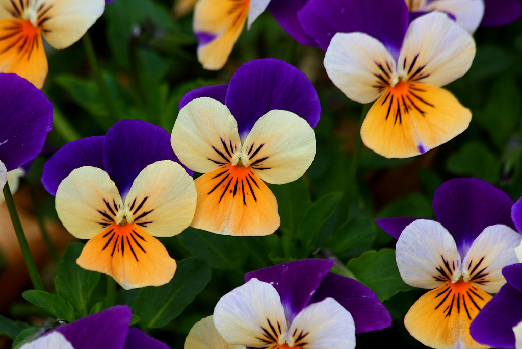 Violas Viola flowers at the Grapevine Botanical Gardens on… Flickr