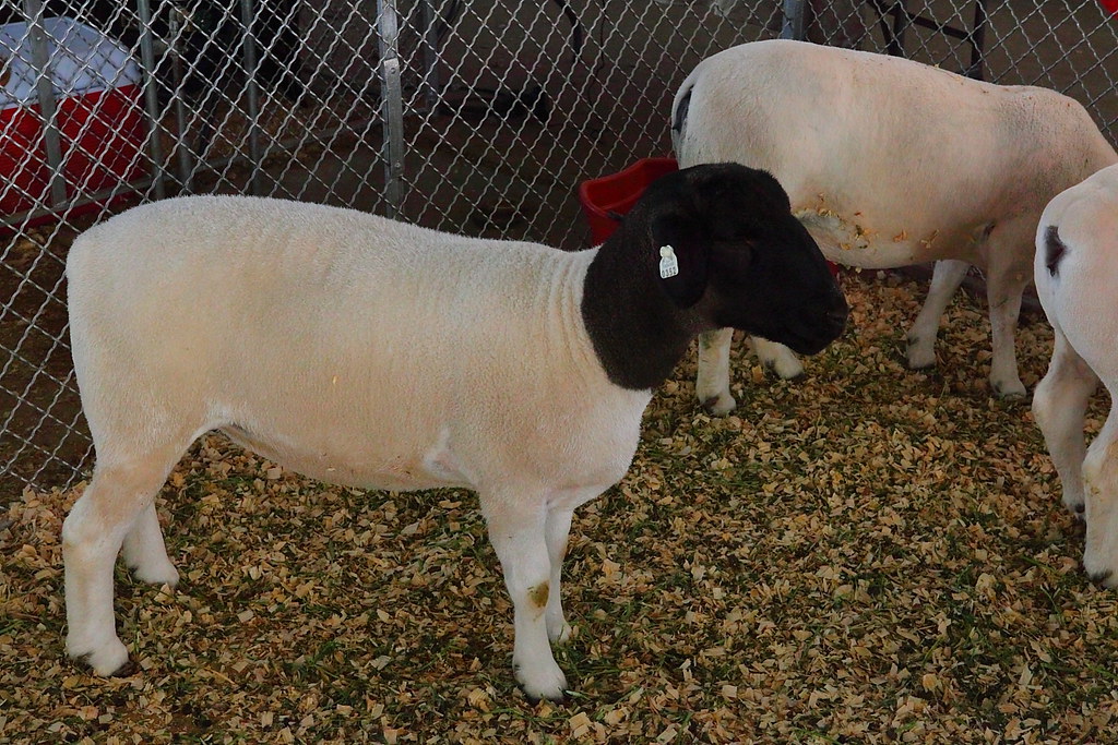Fort Worth Stock Show Dorper Sheep The Dorper Sheep de… Flickr