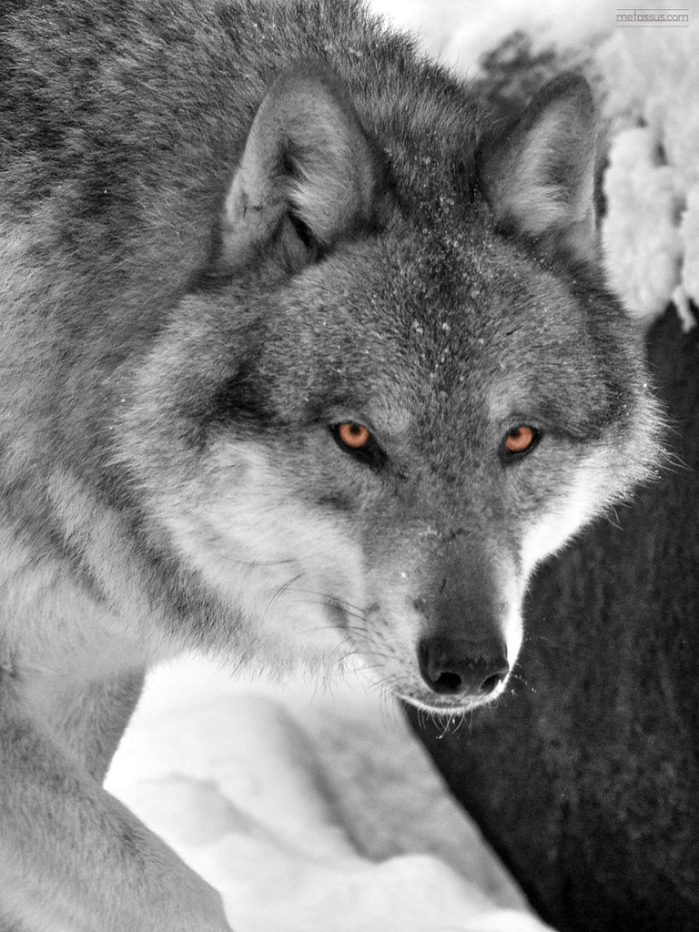 Wolf Yellow eyes glowing in the snow, as a wolf eyes the c… Flickr