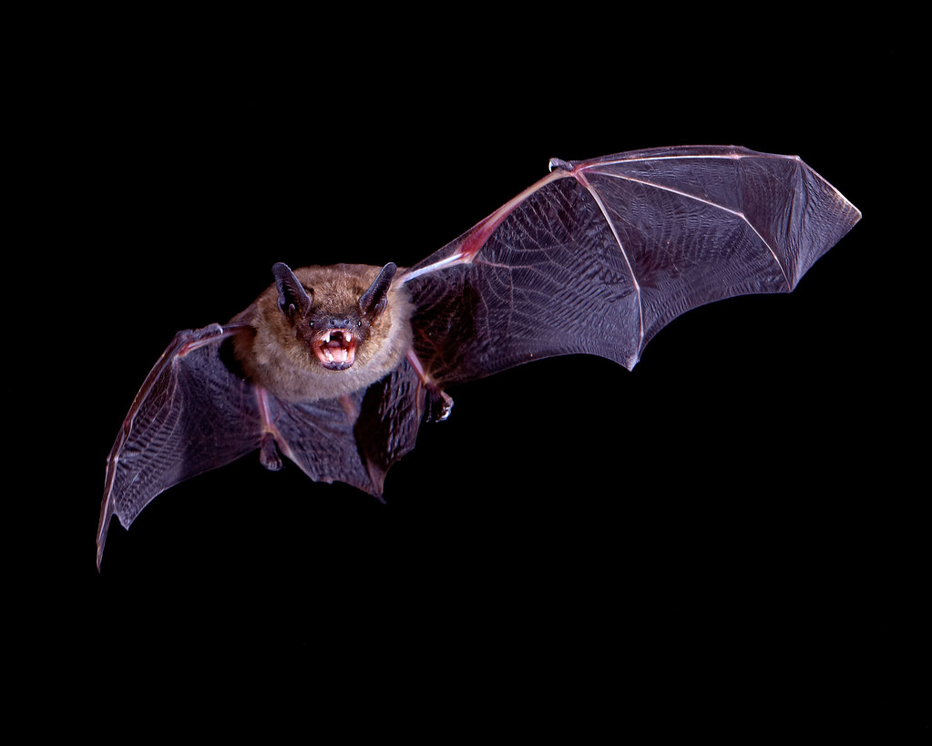 Big Brown Bat in Flight Got back home from South Africa ye… Flickr