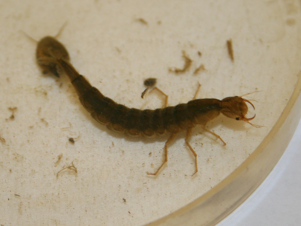 Water Tiger (Great Diving Beetle Larva) Found at Jackson B… Flickr