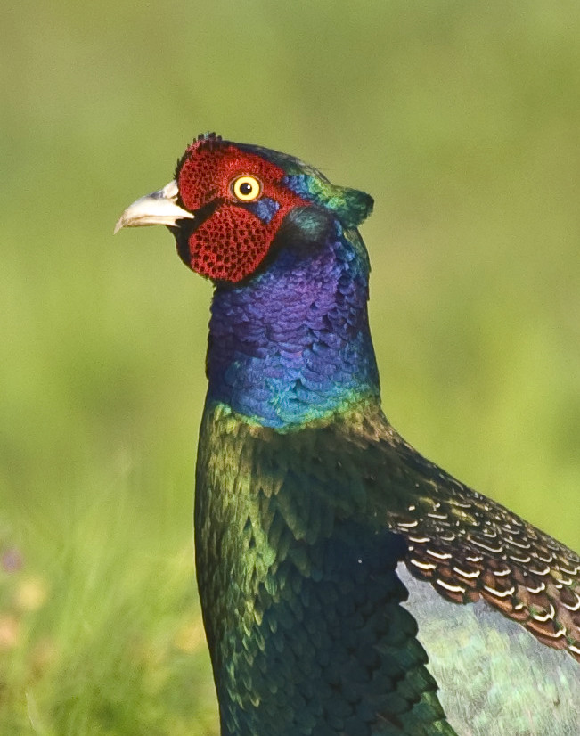 All sizes Blue Pheasant Portrait Flickr Photo Sharing!