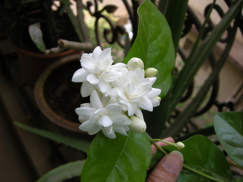 Mogara Jasmine Three Common name Arabian Jasmine 'Belle… Flickr
