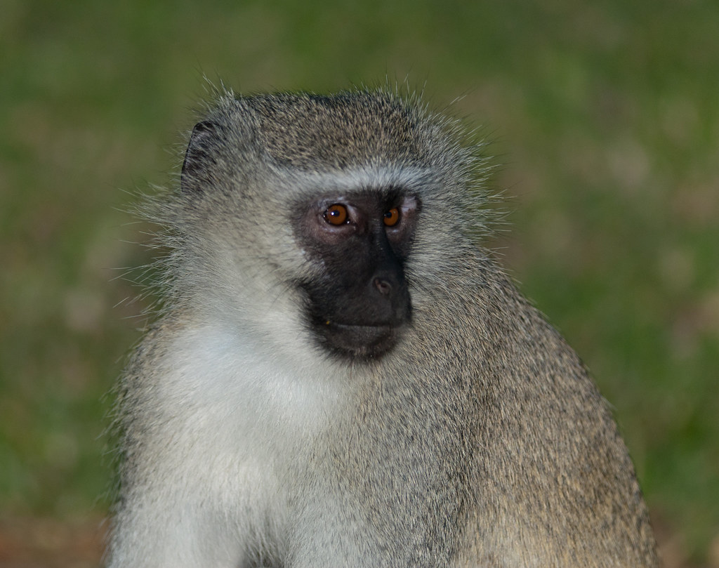South Africa0004_CAR4806.jpg Vervet Green Monkey Jonathan Rupp