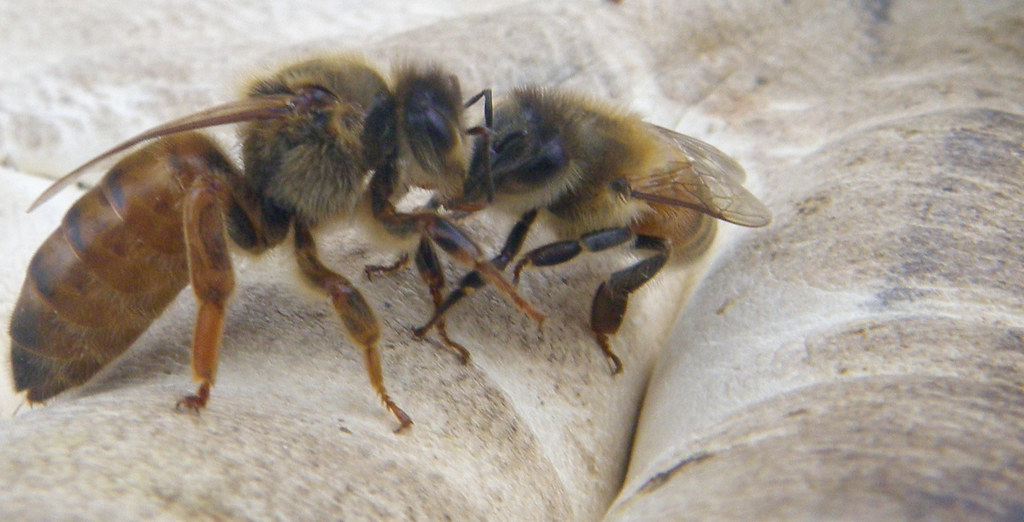 virgin queen with nurse bee Shawn Caza Flickr