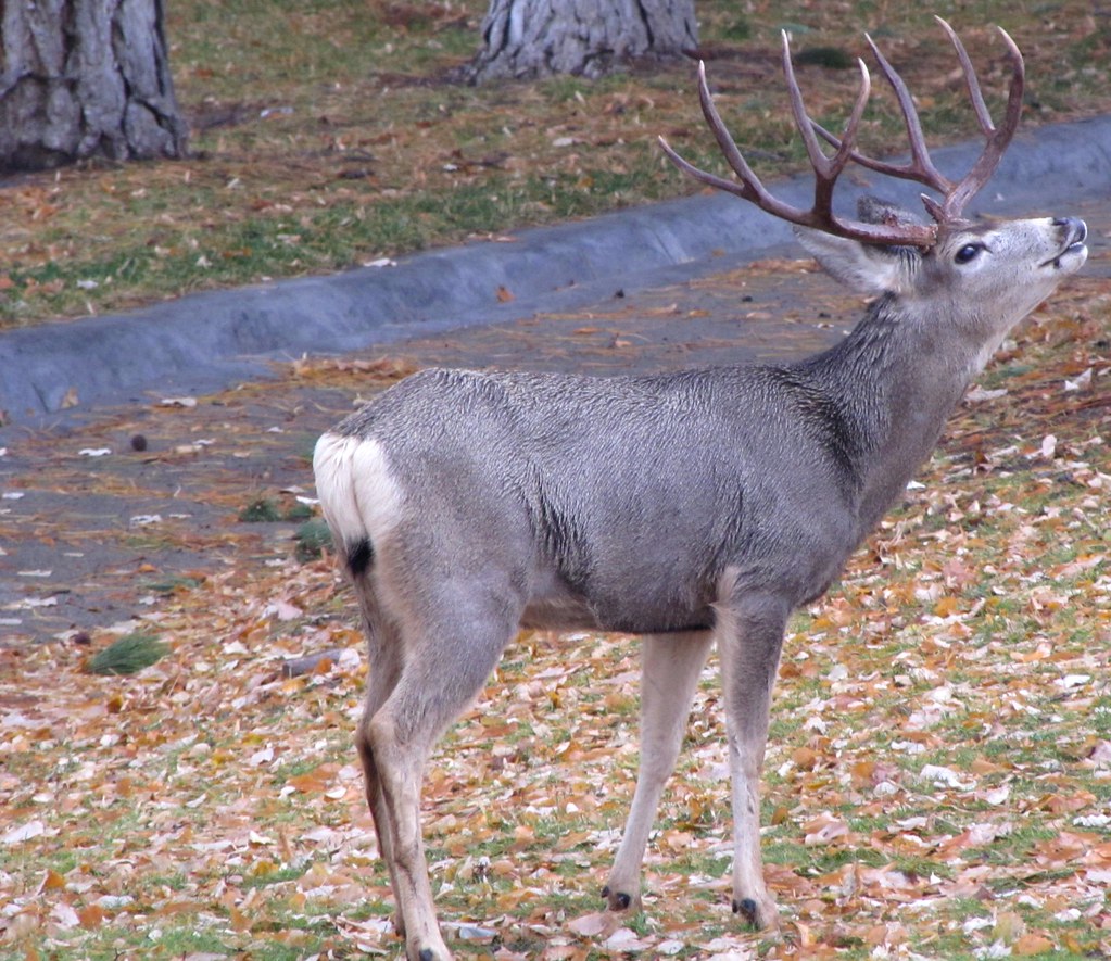 BIG BUCK A large 4 point Mule Deer buck at the local cemet… Flickr