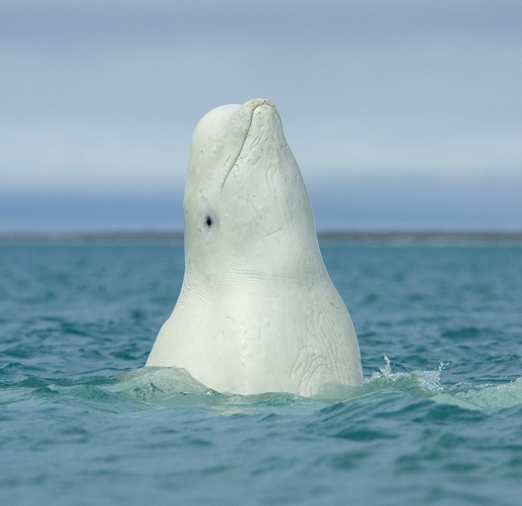 Beautiful Beluga whale A wonderful shot! Arctic Watch