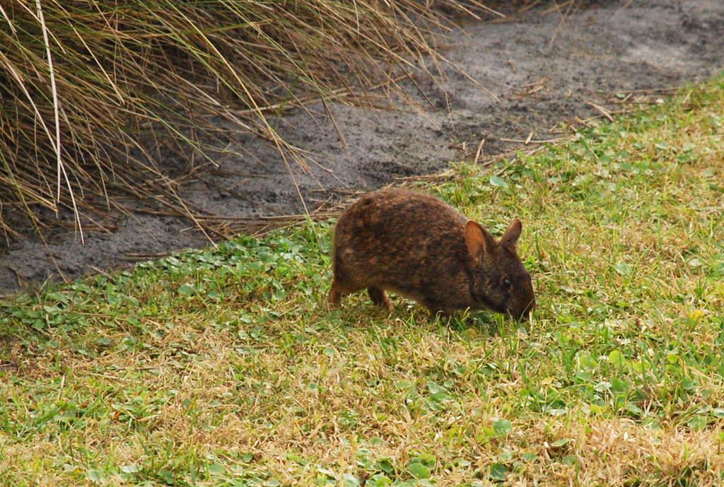 Florida rodent 1 Green Cay Wetlands and Nature Center, Boy… Flickr