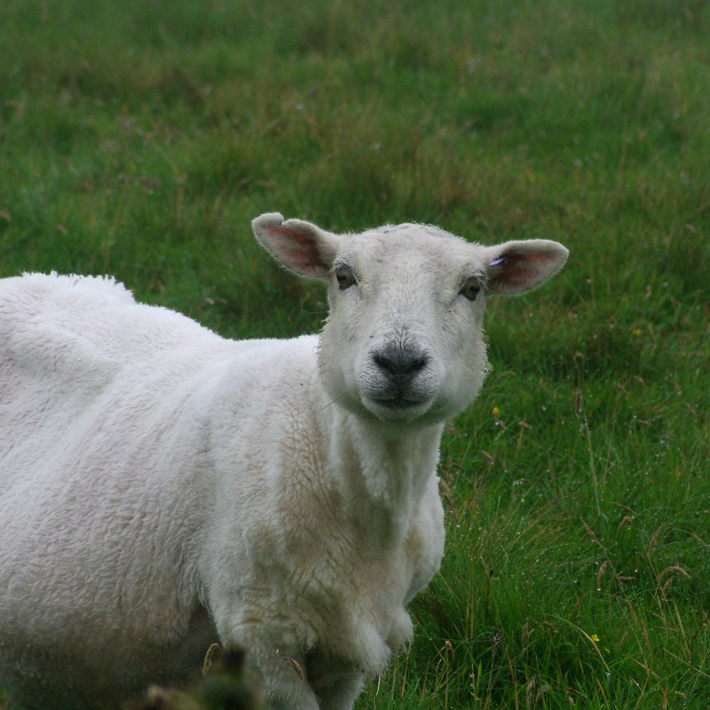 agneau Sumburgh Head, Mainland, Shetland genevieveromier Flickr