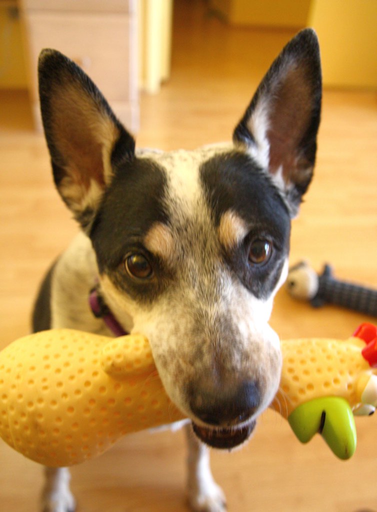 easily the most annoying dog toy EVER OMG. This thing has … Flickr
