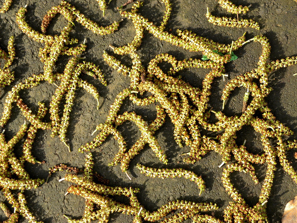 Tree seed pods Rev Stan Flickr