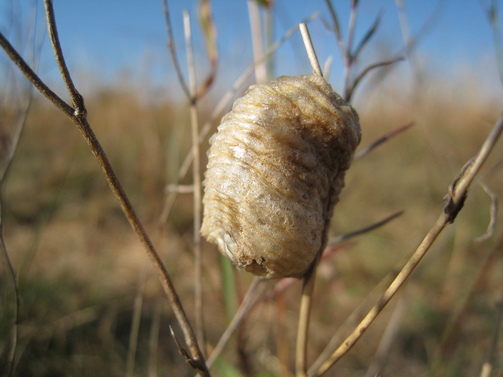 Praying mantis cocoon Gundaroo Common, Gundaroo NSW Austra… Flickr